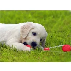 Jucarie interactiva cu ventuza pentru catei, Gonga®