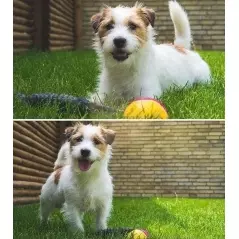 Jucarie de apa Castorul jucaus,Gonga®