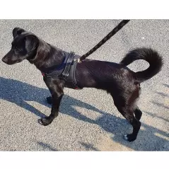 Ham pentru caini, reflectorizant, XL,Gonga®