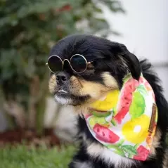 Ochelari de soare pentru caini si pisici,8 x 3x 7,5 cm, Gonga®