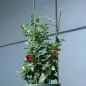 Suport inel pentru plante si flori, inaltime 60 cm, Gonga®