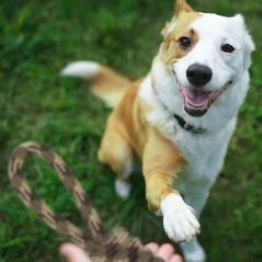 Set 3 franghii interactive pentru caini, Gonga®